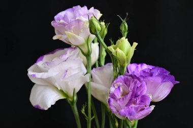 siyah arkaplanda mor östoma çiçeği 