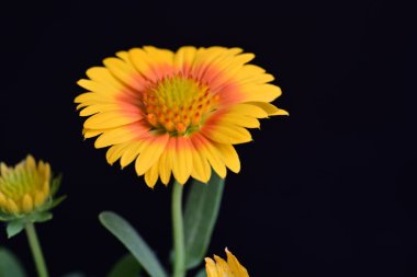 Siyah arkaplanda takvim çiçekleri yakın plan 