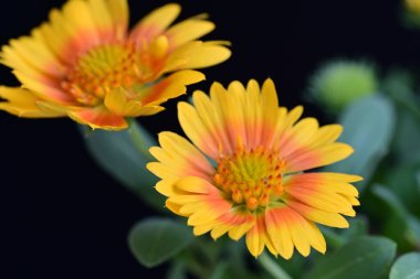 Siyah arkaplanda takvim çiçekleri yakın plan 