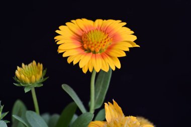 Siyah arkaplanda takvim çiçekleri yakın plan 