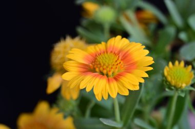 Siyah arkaplanda takvim çiçekleri yakın plan 