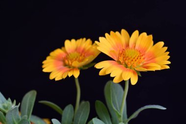 Siyah arkaplanda takvim çiçekleri yakın plan 