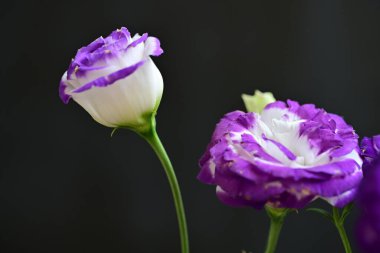 siyah arkaplanda mor östoma çiçeği 