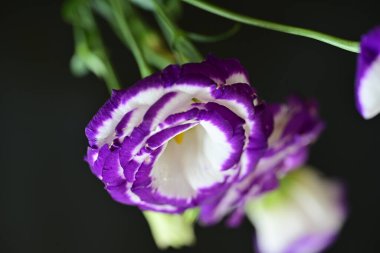 siyah arkaplanda mor östoma çiçeği 