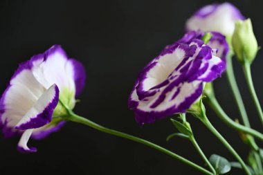 siyah arkaplanda mor östoma çiçeği 