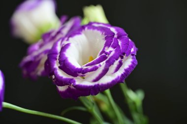 siyah arkaplanda mor östoma çiçeği 