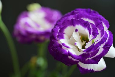 siyah arkaplanda mor östoma çiçeği 