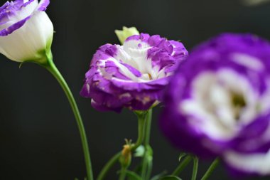 siyah arkaplanda mor östoma çiçeği 