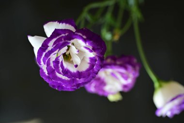 siyah arkaplanda mor östoma çiçeği 