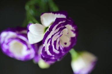 siyah arkaplanda mor östoma çiçeği 