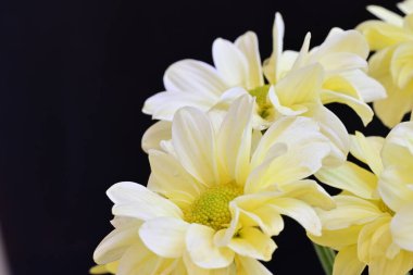 Güzel çiçekler, yakın manzara.