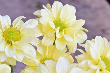 Bahçede açan sarı kasımpatı çiçekleri