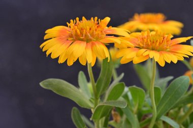 Bahçedeki güzel çiçekler