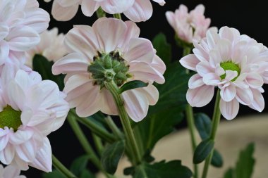 Bahçedeki güzel çiçekler