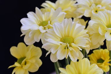 Siyah arkaplanda beyaz kasımpatı