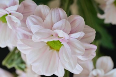 Güneşli yaz gününde bahçede yetişen güzel çiçekler.