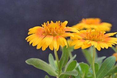 Güzel botanik fotoğrafı, doğal duvar kağıdı.
