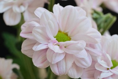 Bahçedeki güzel beyaz çiçeklere yaklaş