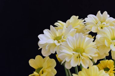 Bir buket güzel beyaz çiçek.