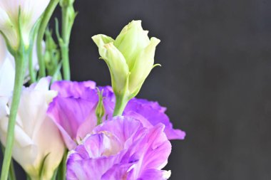 Arka planda güzel Eustoma çiçekleri, kapatın.