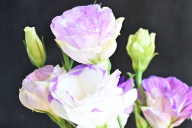 Arka planda güzel Eustoma çiçekleri, kapatın.