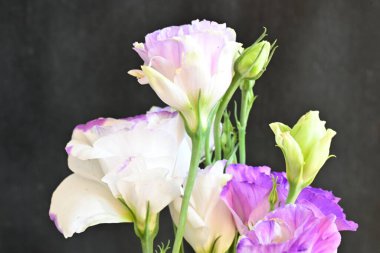 Güzel bir buket Eustoma çiçeği siyah arka planda 