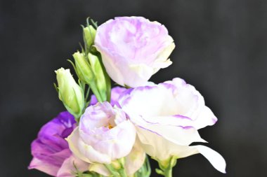 Arka planda güzel Eustoma çiçekleri, kapatın.