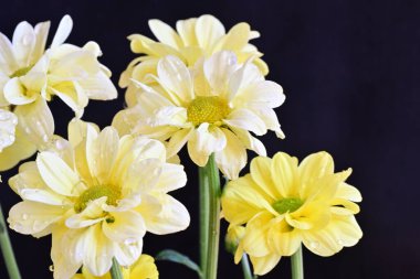 Yakın plan - siyah zemin üzerinde güzel kasımpatılar