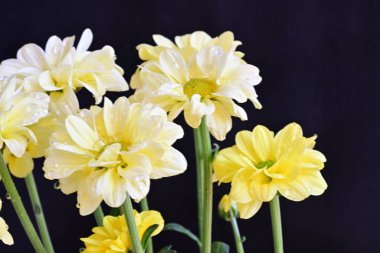 Yakın plan - siyah zemin üzerinde güzel kasımpatılar