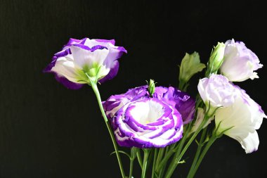 Karanlık arka planda güzel Eustoma çiçekleri, yaz konsepti, yakın görüş