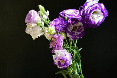 Karanlık arka planda güzel Eustoma çiçekleri, yaz konsepti, yakın görüş