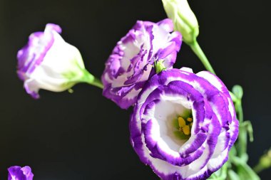 Karanlık arka planda güzel Eustoma çiçekleri, yaz konsepti, yakın görüş