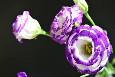 Karanlık arka planda güzel Eustoma çiçekleri, yaz konsepti, yakın görüş