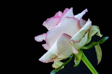 Koyu arkaplanda güzel narin çiçeğin yakın plan görüntüsü           