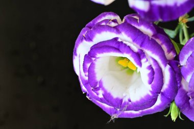 Güzel bir buket Eustoma çiçeği siyah arka planda 