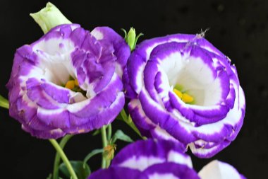 Güzel bir buket Eustoma çiçeği siyah arka planda 