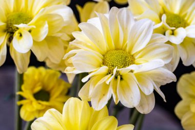 Karanlık arka planda güzel kasımpatılar, yaz konsepti, yakın görüş 