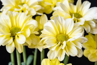 Karanlık arka planda güzel kasımpatılar, yaz konsepti, yakın görüş 