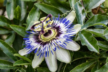 Güzel çiçeğin yakın plan görüntüsü, doğa konsepti.