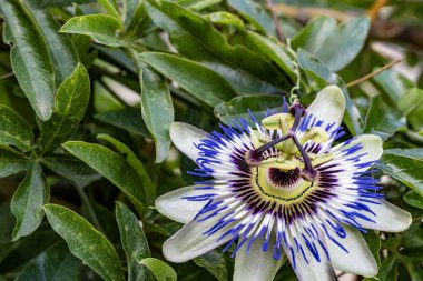 Güzel çiçeğin yakın plan görüntüsü, doğa konsepti.