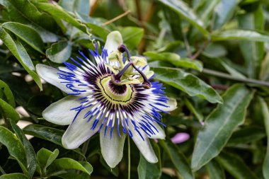 Güzel çiçeğin yakın plan görüntüsü, doğa konsepti.