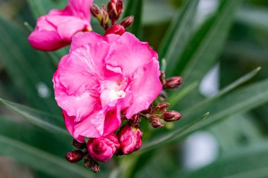 Güzel çiçeğin yakın plan görüntüsü, doğa konsepti.