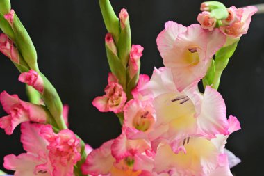 Siyah arkaplanda Gladiolus çiçeklerinin yakın plan çekimleri