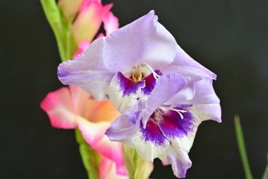 Siyah arkaplanda Gladiolus çiçeklerinin yakın plan çekimleri