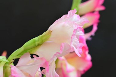 Siyah arkaplanda güzel pembe gladiolus çiçeklerini yakın plan çek  