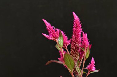 close up beautiful Celosia plant on black background 
