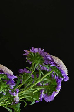 chrysanthemum flowers on black background close up 