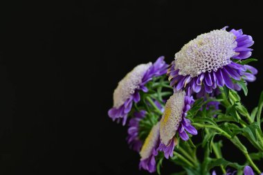chrysanthemum flowers on black background close up 