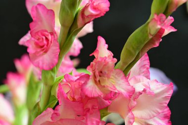 Siyah arkaplanda pembe gladyatör çiçekleri..