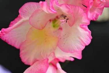 Siyah arkaplana yerleştirilmiş pembe gladiolus çiçeklerinin detaylı görüntüleri.